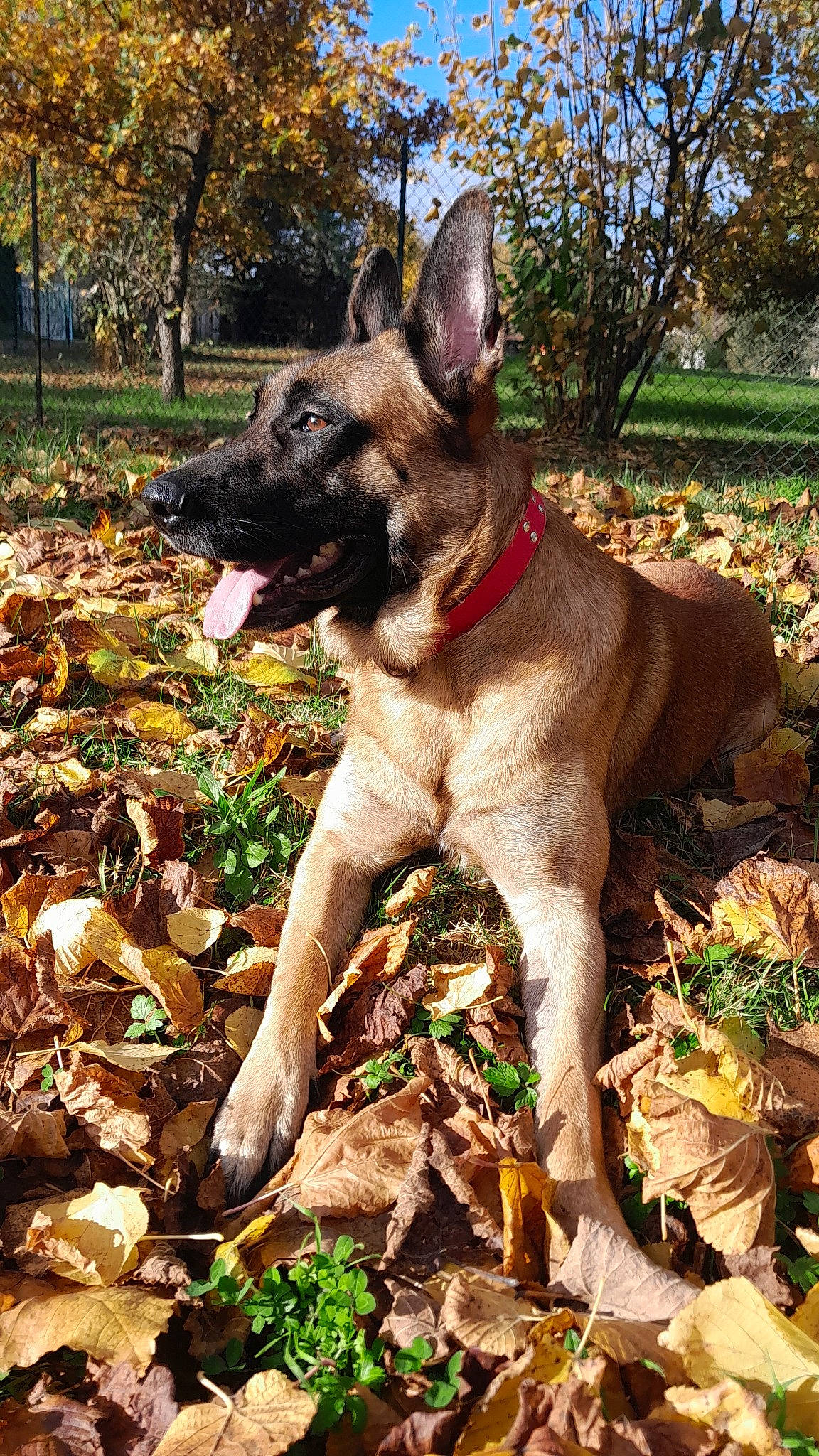 Markus a rejoint le concours — aidez-le/la à gagner de superbes lots ! autumn, canidae, carnivore, collar, companion_dog, dog, dog_breed, fawn, german_shepherd_dog, grass, groundcover, herding_dog, plant, snout, soil, sporting_group, terrestrial_animal, tree, working_animal, working_dog