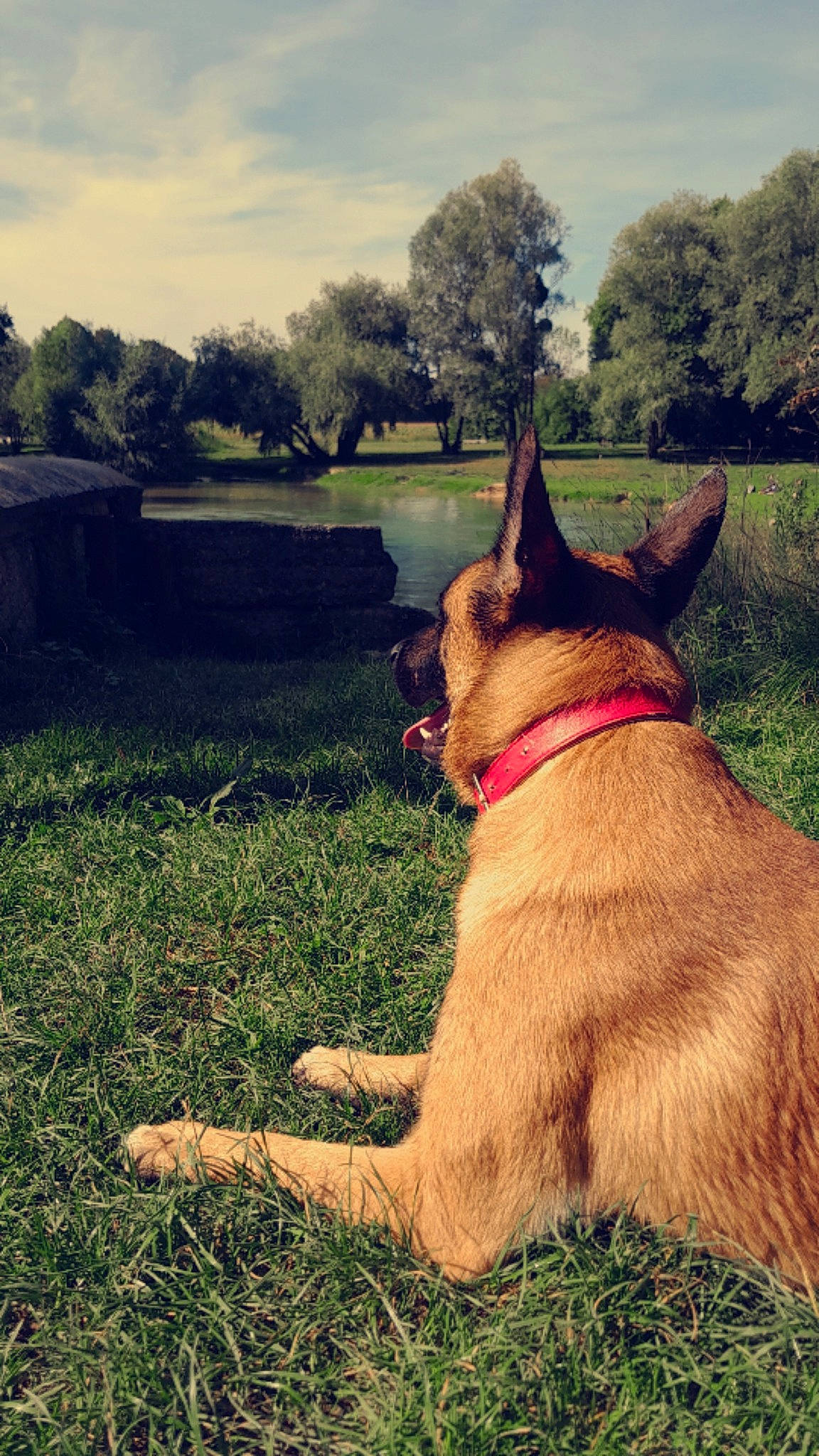 Markus participe au concours pour gagner de l'argent avec cette photo : carnivore, cloud, collar, companion_dog, dog, dog_breed, dog_collar, fawn, grass, leash, plant, sky, snout, summer, sunlight, tail, tints_and_shades, tree, window, working_animal