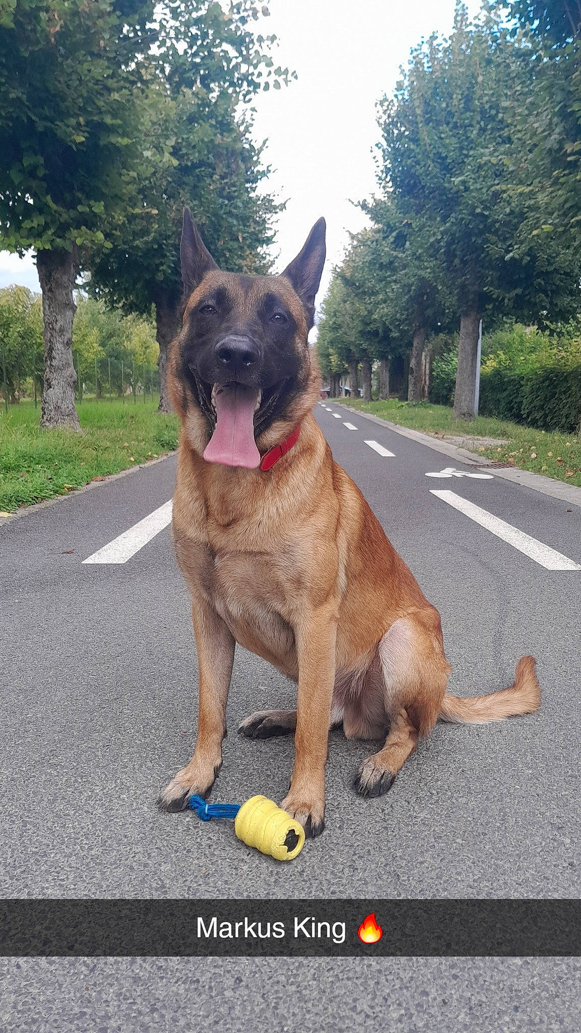 Markus participe au concours pour gagner de l'argent avec cette photo : biting, carnivore, collar, companion_dog, dog, dog_breed, dog_collar, dog_supply, fawn, german_shepherd_dog, giant_dog_breed, herding_dog, liver, plant, road, road_surface, sky, tail, tree, working_animal