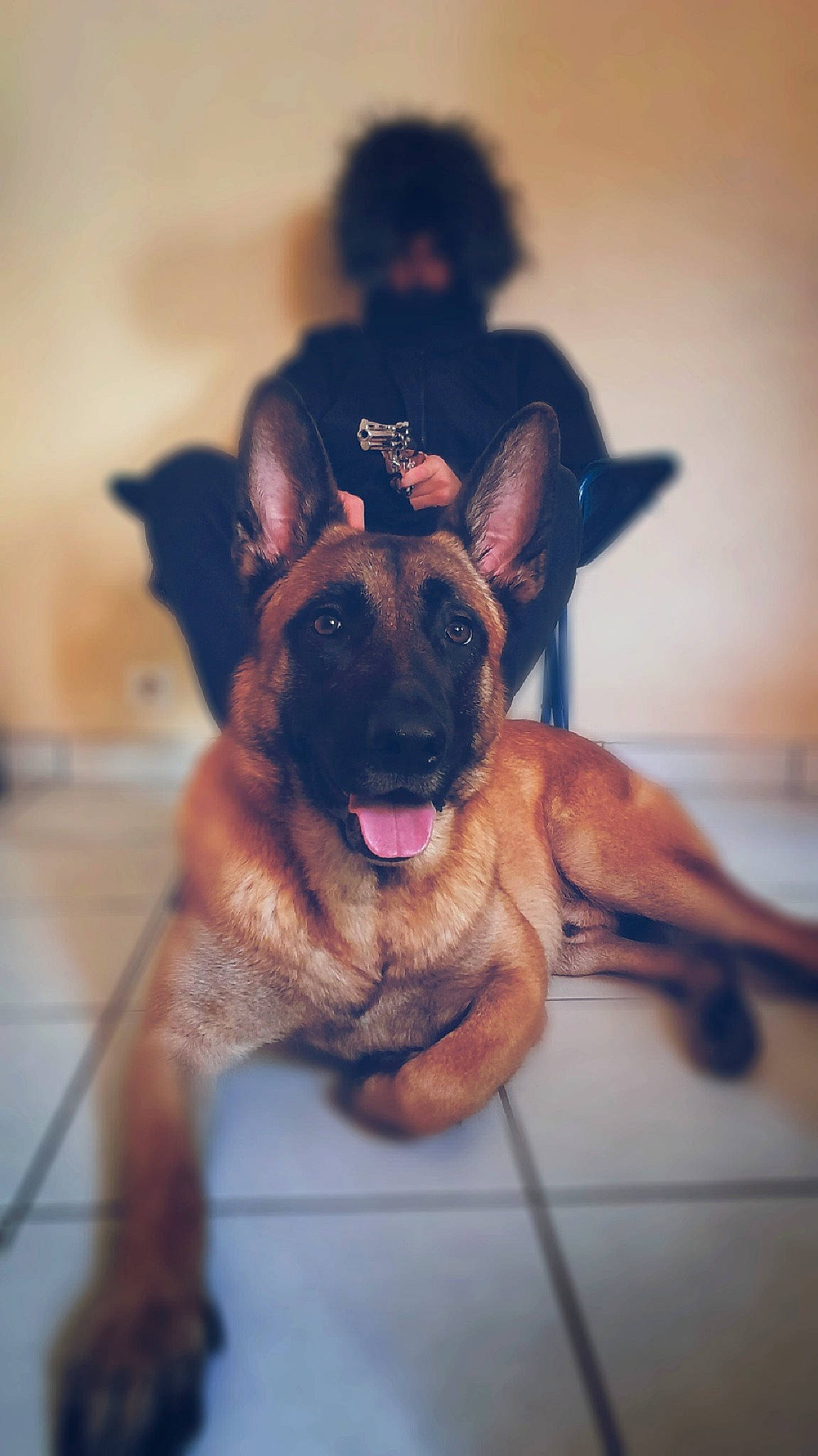 Markus participe au concours pour gagner de l'argent avec cette photo : canidae, carnivore, companion_dog, dog, dog_breed, ear, eye, fawn, fur, german_shepherd_dog, gesture, guard_dog, happy, old_german_shepherd_dog, paw, sitting, snout, sporting_group, toy_dog, whiskers