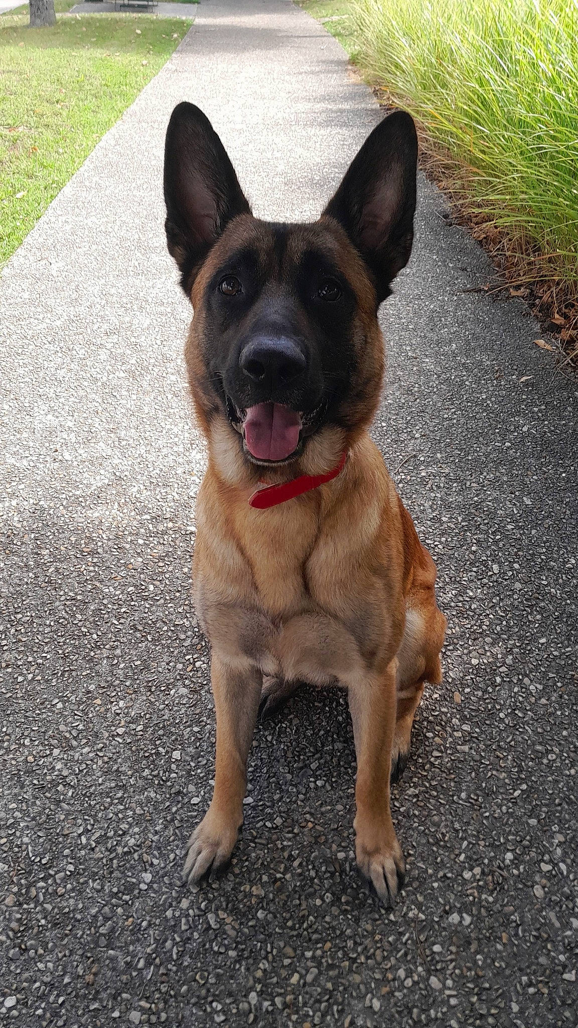 Markus a rejoint le concours — aidez-le/la à gagner de superbes lots ! asphalt, canidae, carnivore, collar, companion_dog, dog, dog_breed, dog_collar, eye, fawn, grass, leash, liver, plant, road_surface, snout, sporting_group, tail, whiskers, working_animal