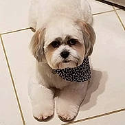 Bam Bam joined the competition — help win amazing prizes! dog, white_dog, bandana, pet, fluffy, cute, indoor, tile_floor, small_dog, animal, companion, adorable, domestic_animal, fur, groomed, looking_up, floor, portrait, calm, resting