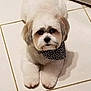 dog, white_dog, bandana, pet, fluffy, cute, indoor, tile_floor, small_dog, animal, companion, adorable, domestic_animal, fur, groomed, looking_up, floor, portrait, calm, resting
