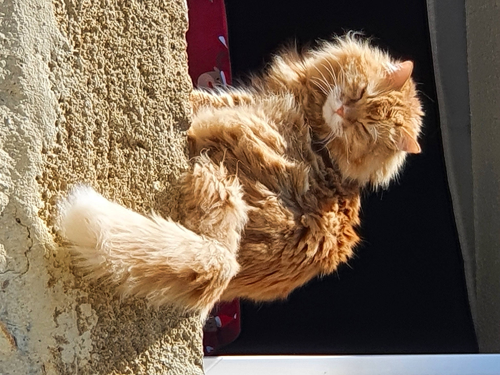 Nala a rejoint le concours — aidez-le/la à gagner de superbes lots ! claw, fawn, felidae, fur, rope, snout, tail, terrestrial_animal, toy, trunk, whiskers, wildlife, window, wood