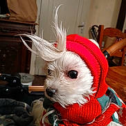Coco a rejoint le concours — aidez-le/la à gagner de superbes lots ! dog, white_dog, knitted_hat, red_hat, scarf, indoor, pet, fur, curious, small_dog, tufts_of_hair, warm_clothing, cozy, wooden_chair, blanket, furniture, domestic, cute, portrait, animal