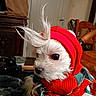 dog, white_dog, knitted_hat, red_hat, scarf, indoor, pet, fur, curious, small_dog, tufts_of_hair, warm_clothing, cozy, wooden_chair, blanket, furniture, domestic, cute, portrait, animal