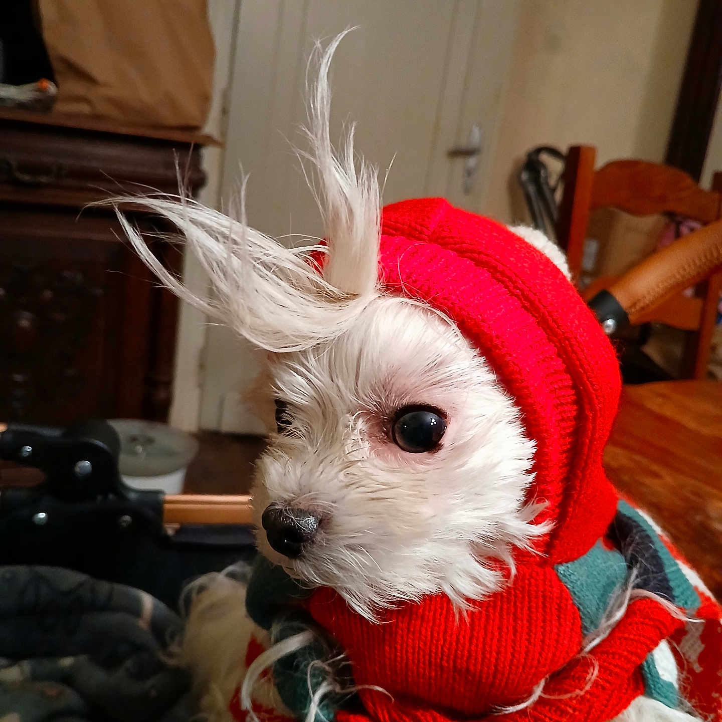 Coco a rejoint le concours — aidez-le/la à gagner de superbes lots ! dog, white_dog, knitted_hat, red_hat, scarf, indoor, pet, fur, curious, small_dog, tufts_of_hair, warm_clothing, cozy, wooden_chair, blanket, furniture, domestic, cute, portrait, animal