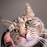 Pickle is registered to the contest to win money with this photo: cat, tabby_cat, close_up, person, smiling, face, whiskers, green_eyes, indoor, pet, animal, portrait, curious, feline, human, hair, nose, teeth, happy, ears