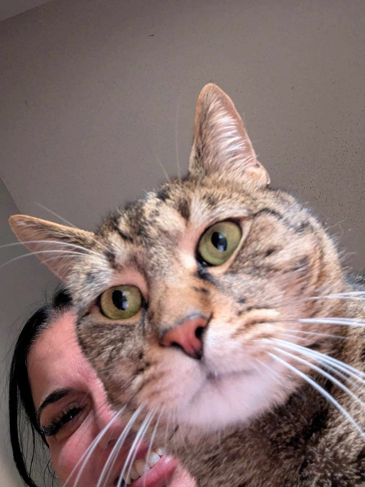 Pickle is registered to the contest to win money with this photo: cat, tabby_cat, close_up, person, smiling, face, whiskers, green_eyes, indoor, pet, animal, portrait, curious, feline, human, hair, nose, teeth, happy, ears