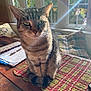 cat, tabby, indoor, sunlight, window, wooden_table, plaid_mat, pen, papers, cushion, floral_pattern, greenery, domestic, pet, feline, cozy, morning_light, quiet, still_life, home