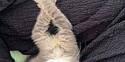 Marie José Bidart participe au concours pour gagner de l'argent avec cette photo : animal, black_cloth, cat, close_up, crossed_paws, curious_eyes, cute, ears, fabric, fur, gray_fur, indoor, kitten, paws, pet, resting, small, soft, texture, whiskers