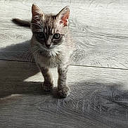 Marie José Bidart a rejoint le concours — aidez-le/la à gagner de superbes lots ! kitten, cat, animal, pet, fur, whiskers, floor, wooden_floor, shadow, indoor, cute, small, young, curious, ears, eyes, standing, light, texture, natural_light