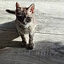 kitten, cat, animal, pet, fur, whiskers, floor, wooden_floor, shadow, indoor, cute, small, young, curious, ears, eyes, standing, light, texture, natural_light
