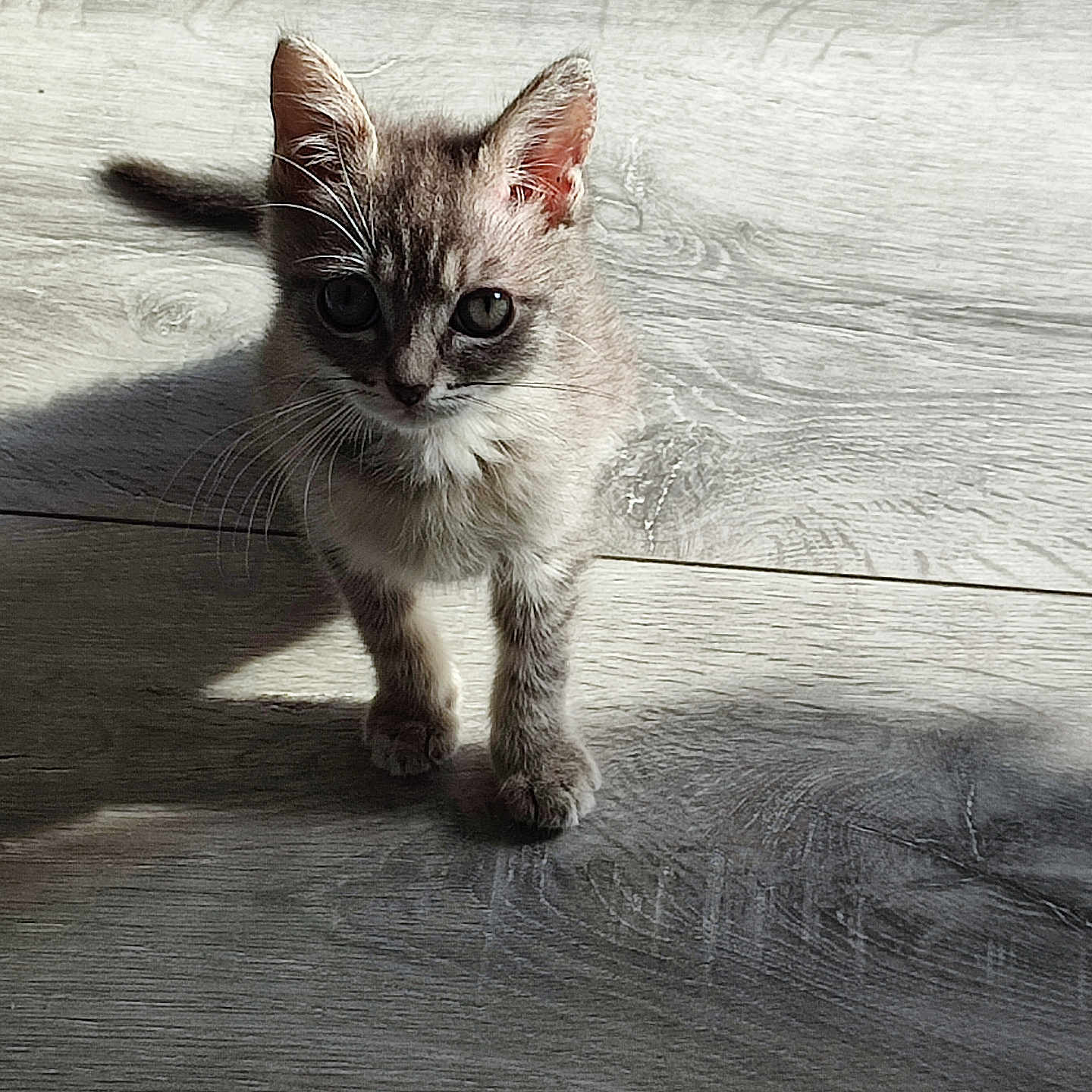 Marie José Bidart a rejoint le concours — aidez-le/la à gagner de superbes lots ! animal, cat, curious, cute, ears, eyes, floor, fur, indoor, kitten, light, natural_light, pet, shadow, small, standing, texture, whiskers, wooden_floor, young