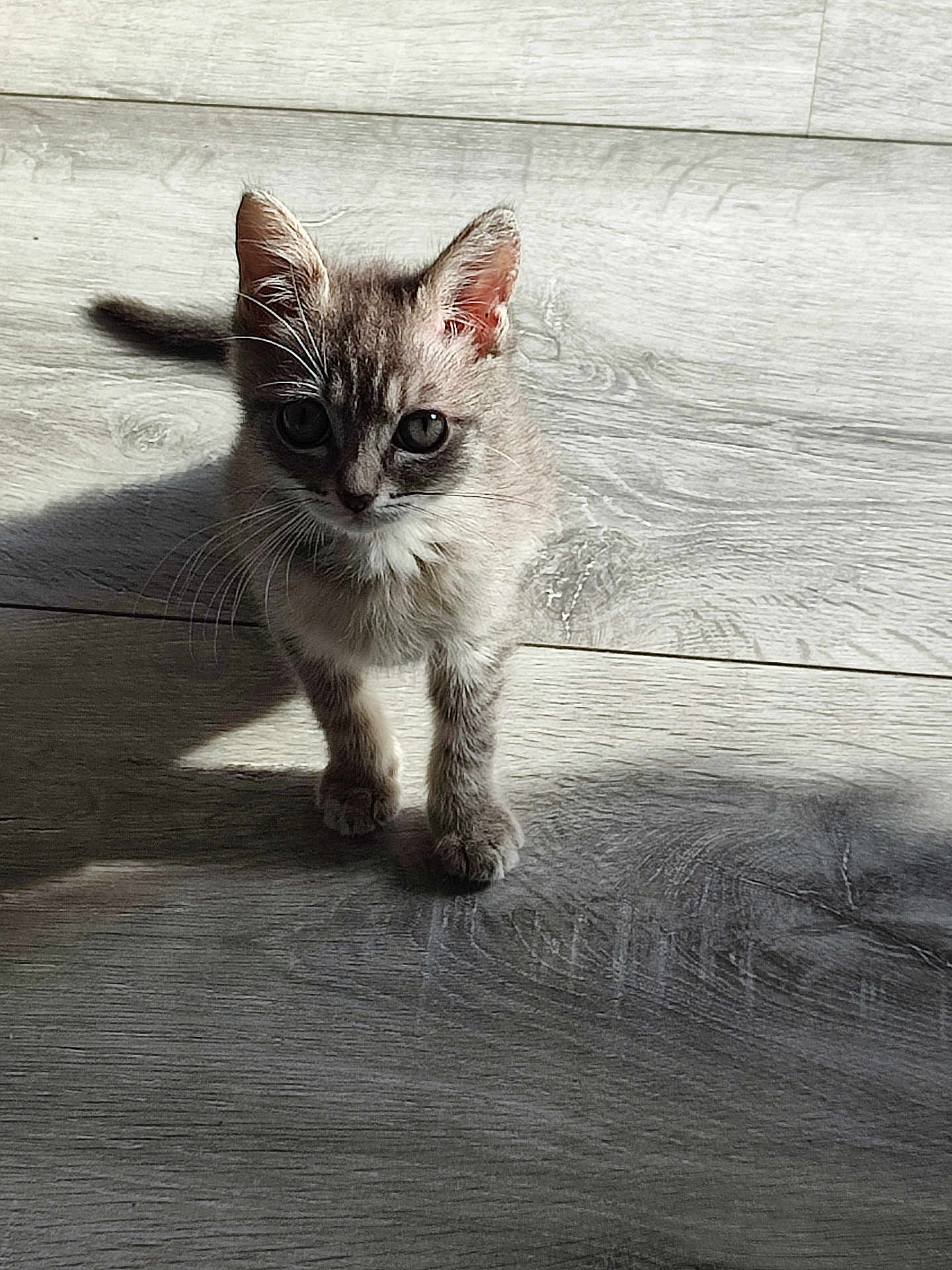 Marie José Bidart a rejoint le concours — aidez-le/la à gagner de superbes lots ! kitten, cat, animal, pet, fur, whiskers, floor, wooden_floor, shadow, indoor, cute, small, young, curious, ears, eyes, standing, light, texture, natural_light