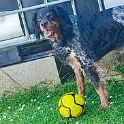 Stella a rejoint le concours — aidez-le/la à gagner de superbes lots ! animal, black_and_tan, canine, concrete, daylight, dog, fence, flowers, fur, grass, grass_field, greenery, happy, nature, outdoor, pet, playful, standing, toy, yellow_soccer_ball