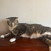 Mochi is registered to the contest to win money with this photo: cat, tabby, white_paws, feline, pet, indoor, wooden_surface, relaxed, lounging, fur, whiskers, animal, mammal, domestic, resting, side_view, wall, household, quiet, calm