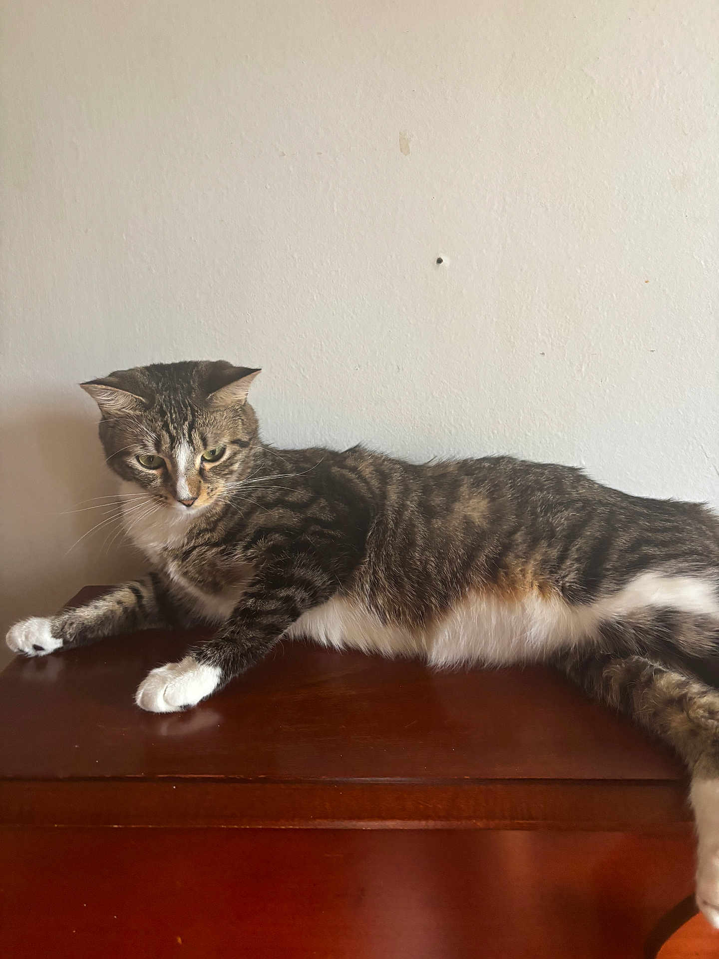 Mochi