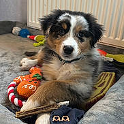 Ayko participe au concours pour gagner de l'argent avec cette photo : puppy, dog, pet, bed, toy, plush_toy, indoor, cute, furry, collar, resting, comfort, animal, young, playing, cozy, looking_at_camera, soft, brown, black
