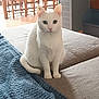 cat, white_cat, indoor, couch, blanket, furniture, pet, animal, sitting, calm, cozy, home, domestic, fur, whiskers, ears, eyes, tail, floor, chair