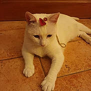 Ange a rejoint le concours — aidez-le/la à gagner de superbes lots ! cat, white_cat, flower, tile_floor, indoor, pet, animal, feline, relaxed, cute, paws, ears, whiskers, fur, domestic_animal, close_up, laying_down, quiet, still_life, calm