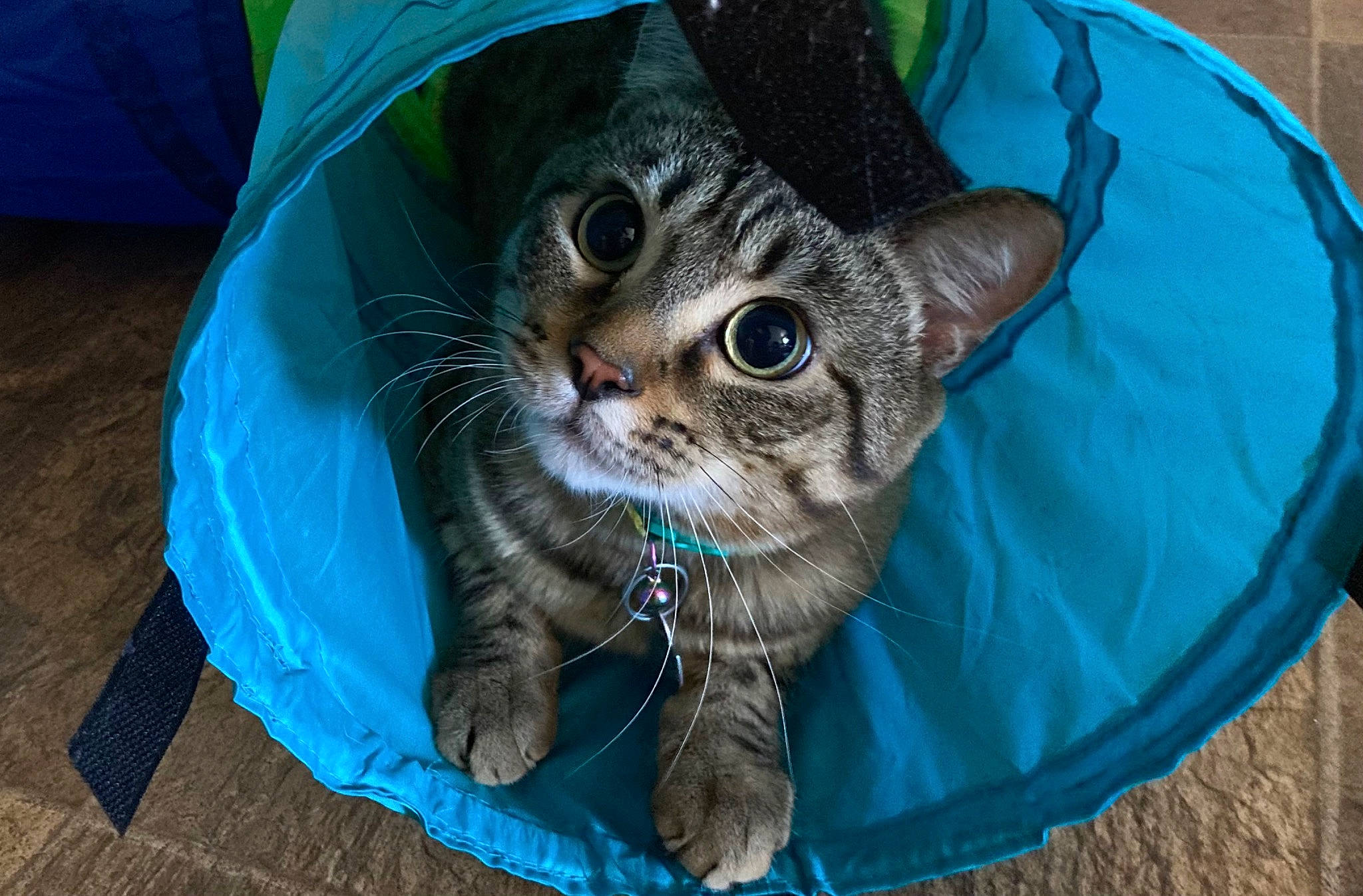 Fynn is registered to the contest to win money with this photo: blue, carnivore, cat, claw, domestic_short_haired_cat, electric_blue, fashion_accessory, fawn, felidae, fur, grass, head, pattern, small_to_medium_sized_cats, tail, tree, whiskers, wildlife