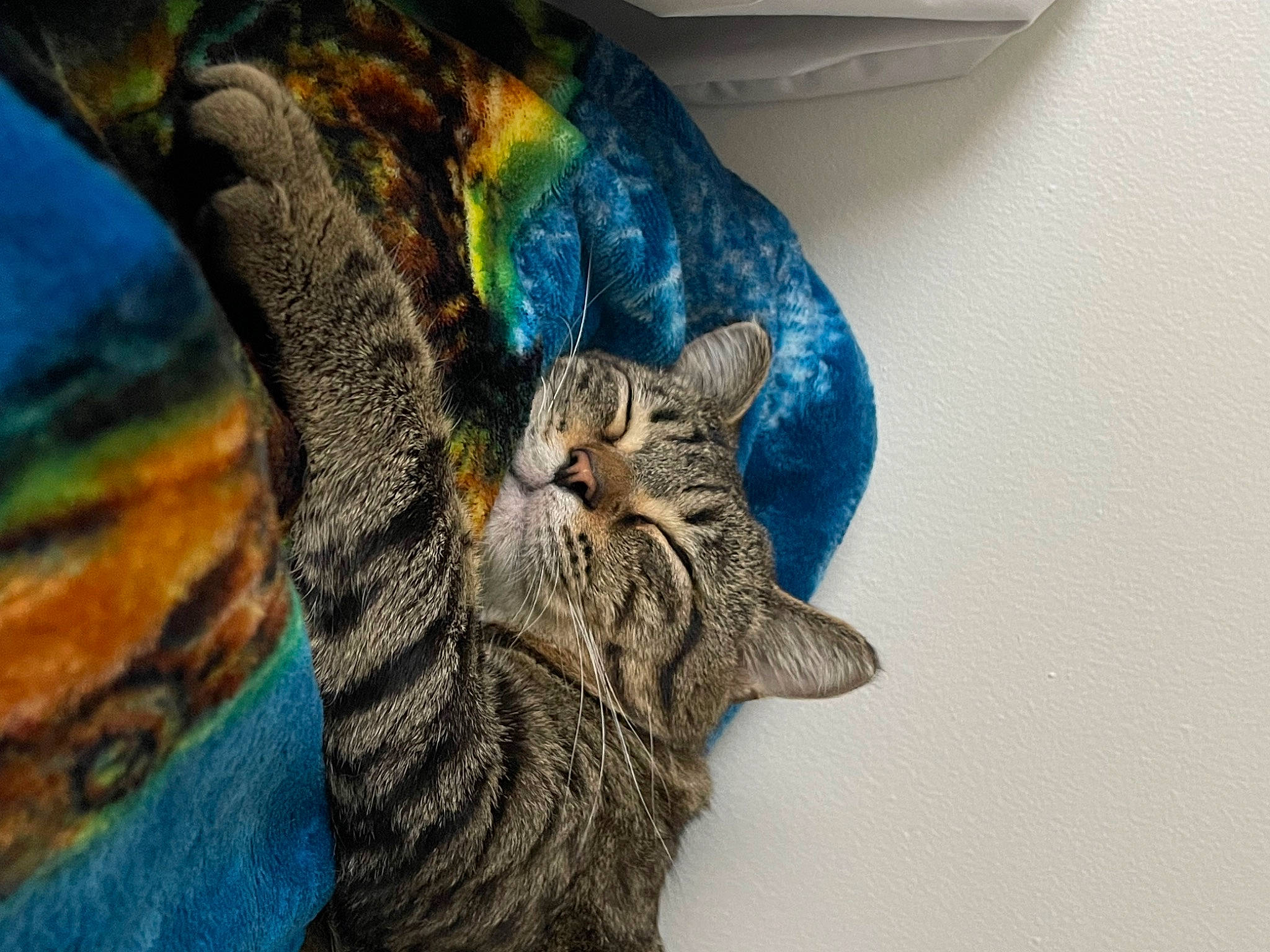 Fynn joined the competition — help win amazing prizes! carnivore, cat, claw, comfort, domestic_short_haired_cat, electric_blue, felidae, fur, human_leg, mammal, pattern, paw, small_to_medium_sized_cats, tail, tree, whiskers, wildlife