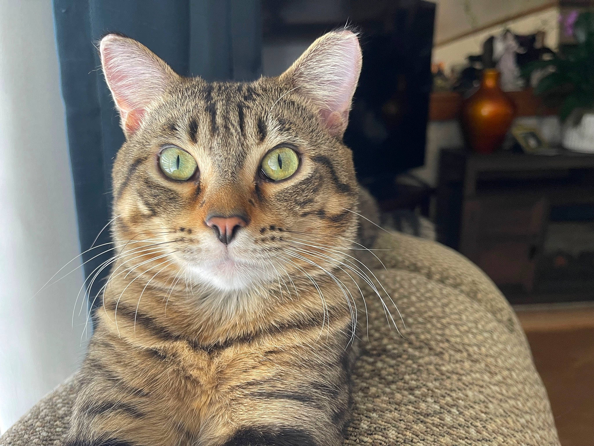 Fynn is registered to the contest to win money with this photo: carnivore, cat, domestic_short_haired_cat, eye, felidae, flowerpot, fur, head, houseplant, picture_frame, sitting, small_to_medium_sized_cats, snout, terrestrial_animal, whiskers, wildlife, window