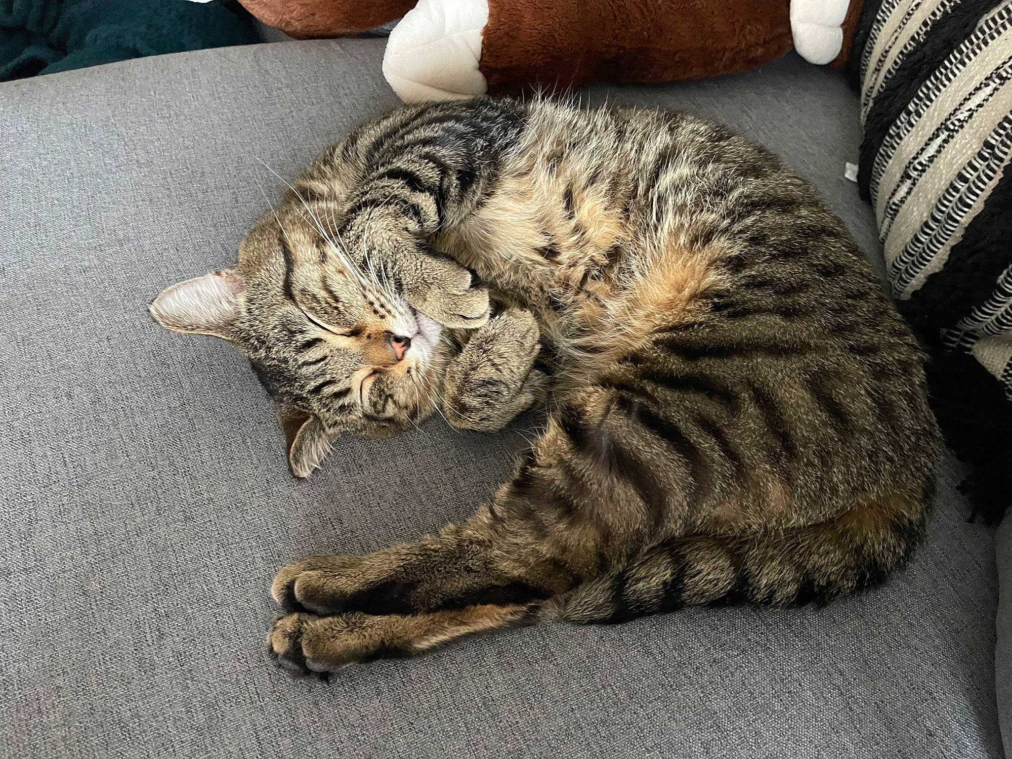 Fynn joined the competition — help win amazing prizes! carnivore, cat, claw, comfort, domestic_short_haired_cat, felidae, fur, nap, paw, sleep, small_to_medium_sized_cats, snout, tail, terrestrial_animal, whiskers