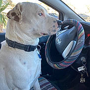 Stan joined the competition — help win amazing prizes! dog, white_dog, blue_eyes, car_interior, steering_wheel, seat_cover, collar, window, keys, keychain, route_66_keychain, plant_outside, parked_car, side_view, pet, animal, domestic_animal, vehicle, driver_seat, calm