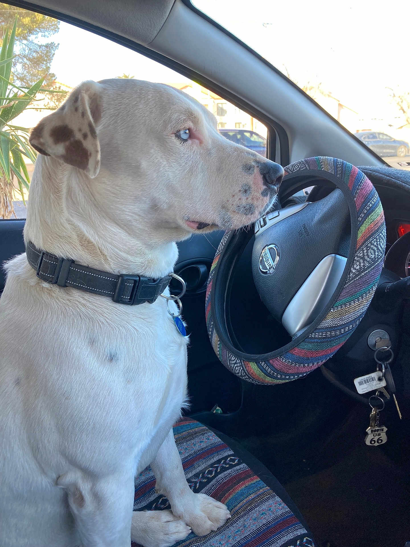 Stan joined the competition — help win amazing prizes! dog, white_dog, blue_eyes, car_interior, steering_wheel, seat_cover, collar, window, keys, keychain, route_66_keychain, plant_outside, parked_car, side_view, pet, animal, domestic_animal, vehicle, driver_seat, calm
