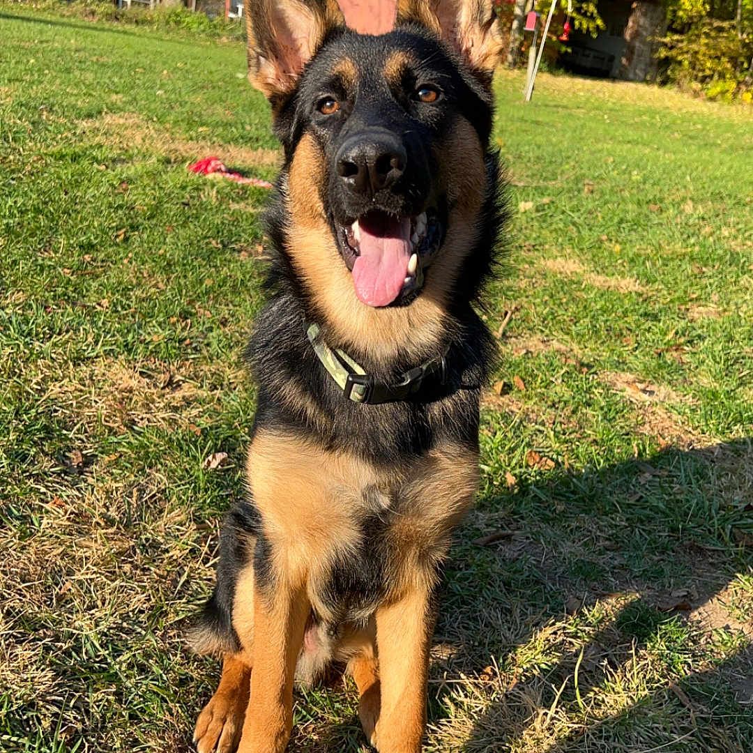 Milo joined the competition — help win amazing prizes! animal, architecture, backyard, building, canine, countryside, dog, field, germanshepherd, grass, grassland, nature, outdoors, pet, plant, puppy, shelter, tree, vegetation, yard