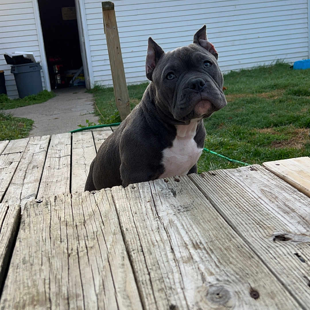 Gus