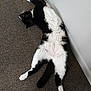 Julius is registered to the contest to win money with this photo: animal, black_and_white, carpet, cat, corner, cute, domestic, floor, four_legs, fur, indoor, lying_down, paws, pet, relaxed, resting, sleepy, tail, whiskers, white_wall
