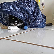 Julius is registered to the contest to win money with this photo: animal, black_and_white, cat, curious, decoration, floor, glass_bowl, green_eyes, home, houseplant, indoor, paws, pet, playful, relaxing, seashells, tile, toy, tunnel, whiskers