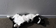 Julius is registered to the contest to win money with this photo: animal, belly, black_and_white, carpet, cat, cute, domestic, feline, floor, fur, indoor, lying_down, paw, pet, relaxed, resting, shadow, sleeping, wall, whiskers