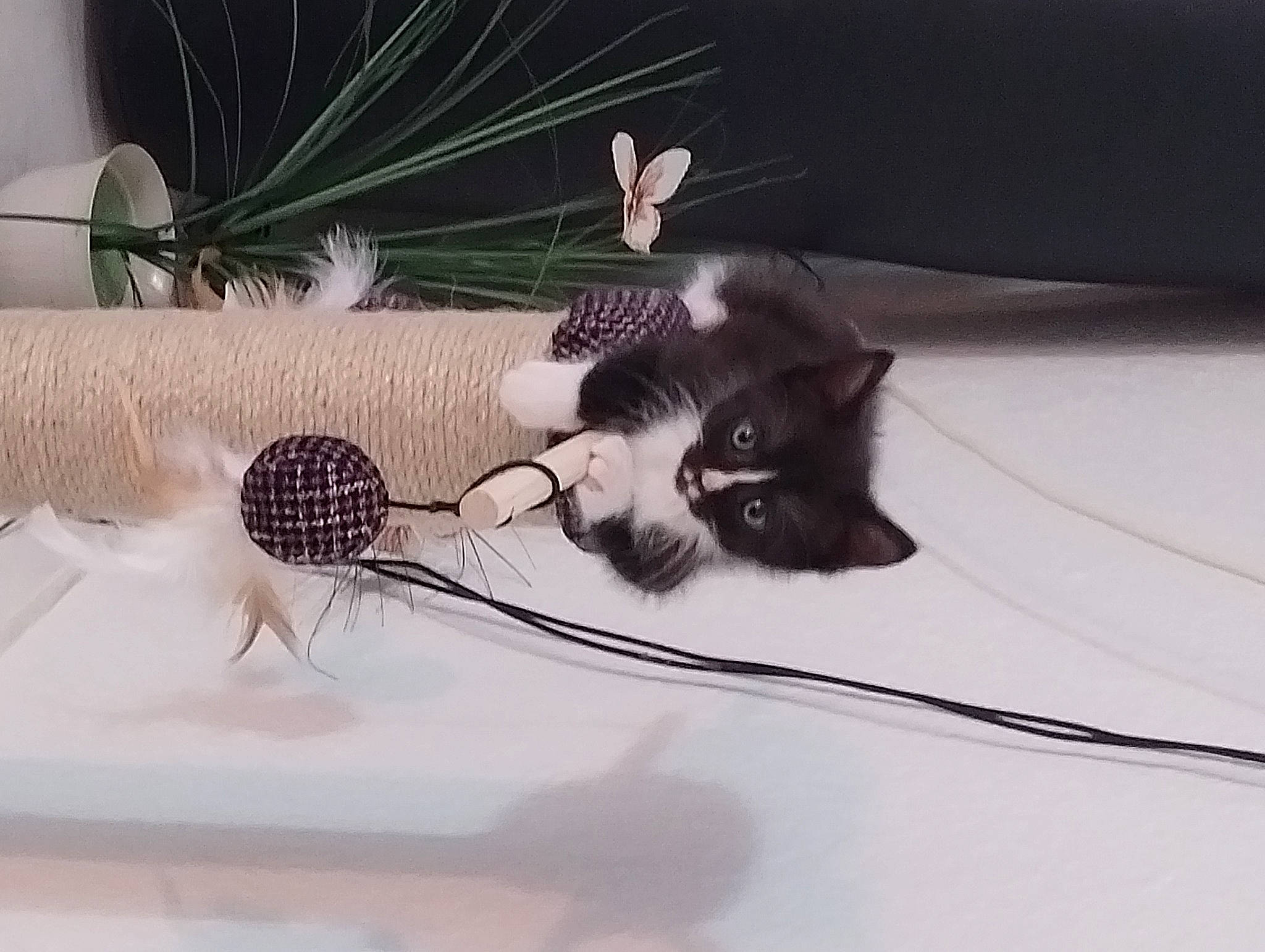 Julios is registered to the contest to win money with this photo: art, artificial_flower, audio_equipment, carnivore, cat, domestic_short_haired_cat, eyelash, fashion_accessory, feather, felidae, fur, paw, petal, plant, rodent, small_to_medium_sized_cats, still_life_photography, tail, twig, whiskers