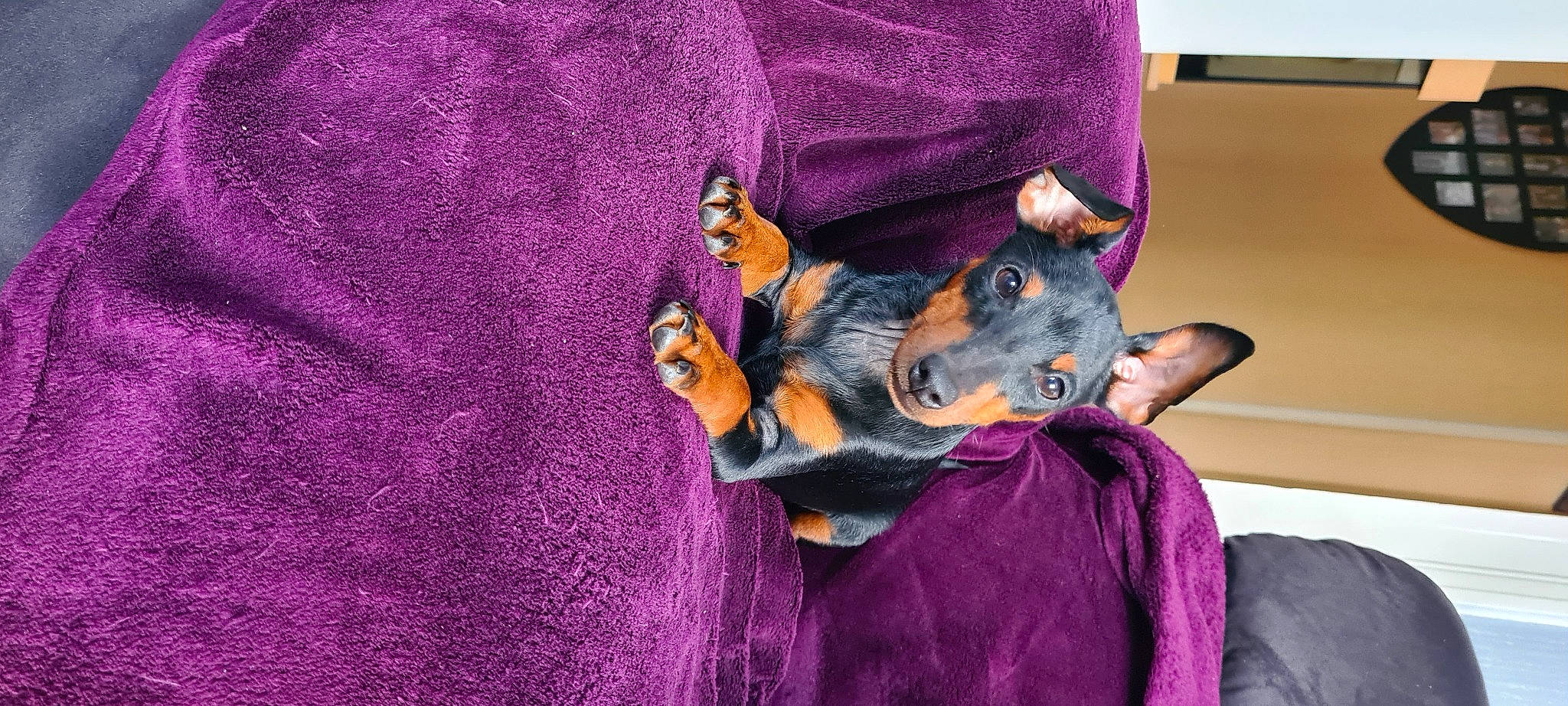 Gaya a rejoint le concours — aidez-le/la à gagner de superbes lots ! bat, canidae, carnivore, companion_dog, dog_breed, ear, electric_blue, fawn, felidae, fictional_character, fur, magenta, paw, prazsky_krysarik, purple, stuffed_toy, tail, toy_dog, violet, whiskers