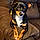 Molly