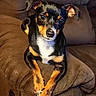 dog, small_dog, black_and_tan, pet, couch, furniture, indoor, animal, cute, crossed_paws, relaxed, portrait, living_room, companion, canine, domestic_animal, fur, sitting, looking_at_camera, ears