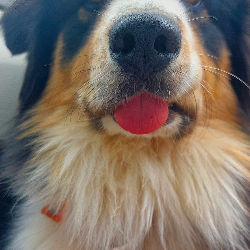 Tao a rejoint le concours — aidez-le/la à gagner de superbes lots ! accessories, animal, bodypart, canine, cockerspaniel, collar, collie, dog, eskimodog, hound, husky, leash, mouth, papillon, person, pet, puppy, strap, tongue, wristwatch