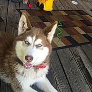 Remie joined the competition — help win amazing prizes! dog, husky, blue_eyes, bone, wooden_porch, child, toy_truck, rug, play, pet, outdoor, smiling, brown_and_white, collar, floor, casual, relaxing, young_boy, background, happy