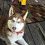 dog, husky, blue_eyes, bone, wooden_porch, child, toy_truck, rug, play, pet, outdoor, smiling, brown_and_white, collar, floor, casual, relaxing, young_boy, background, happy