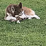 Remie joined the competition — help win amazing prizes! dog, grass, outdoor, animal, pet, lying_down, canine, nature, fur, chewing, brown, white, ears, snout, resting, grass_field, mammal, daytime, blurred, background