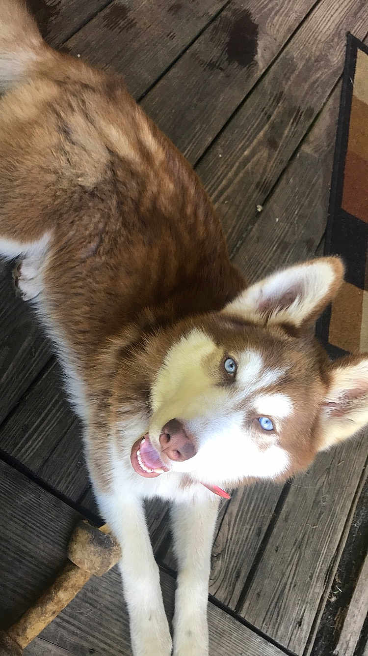 Remie joined the competition — help win amazing prizes! dog, husky, blue_eyes, pet, animal, canine, wooden_deck, bone, outdoor, fur, happy, tongue, ears, smile, playful, domestic_animal, companion, closeup, laying, friendly