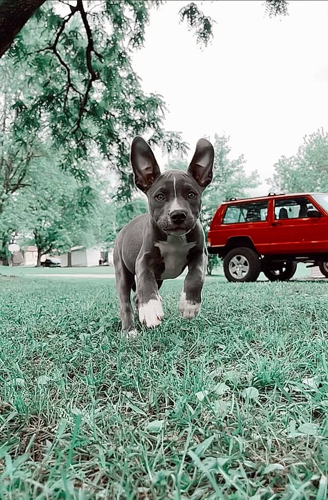Luna Belle