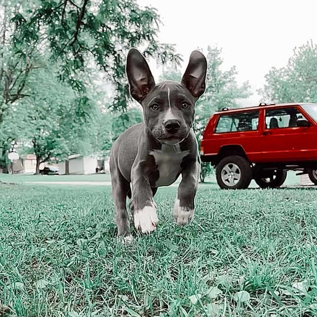 Luna Belle