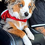 puppy, dog, blue_eyes, red_vest, car_interior, leather, armrest, tattoo, black_shirt, pet, animal, cute, fur, portrait, domestic_animal, young_dog, relaxed, side_view, indoor, vehicle