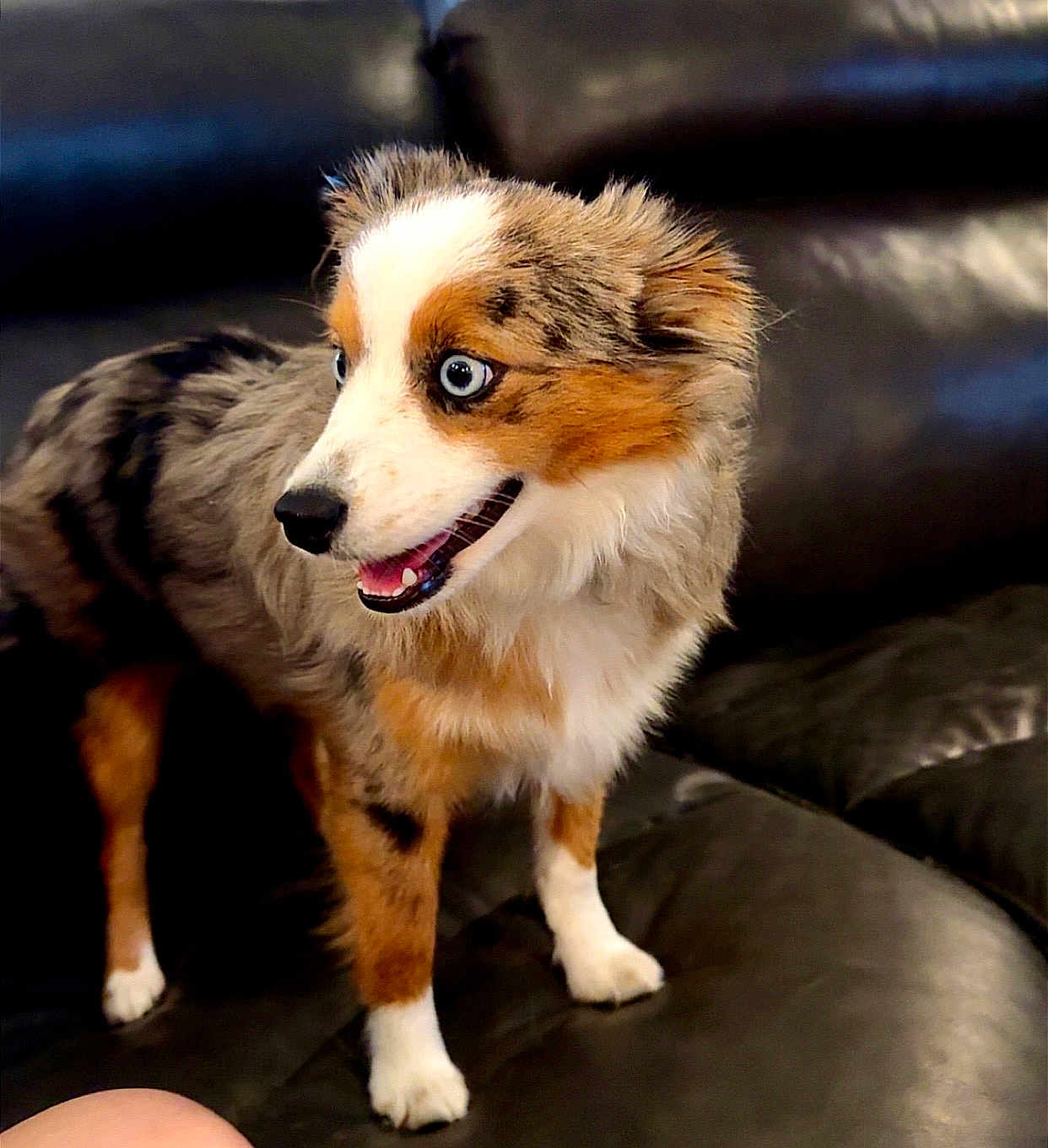 Lemon joined the competition — help win amazing prizes! dog, blue_eyes, tri_color_coat, alert, indoor, leather_couch, pet, animal, fur, canine, happy, standing, playful, looking_away, close_up, companion, domestic_animal, friendly, cute, young_dog