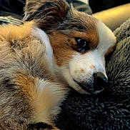 Lemon joined the competition — help win amazing prizes! dog, puppy, close_up, resting, fluffy, fur, cushion, indoor, pet, sleepy, cute, animal, relaxed, brown, white, black, soft, portrait, comfort, nap